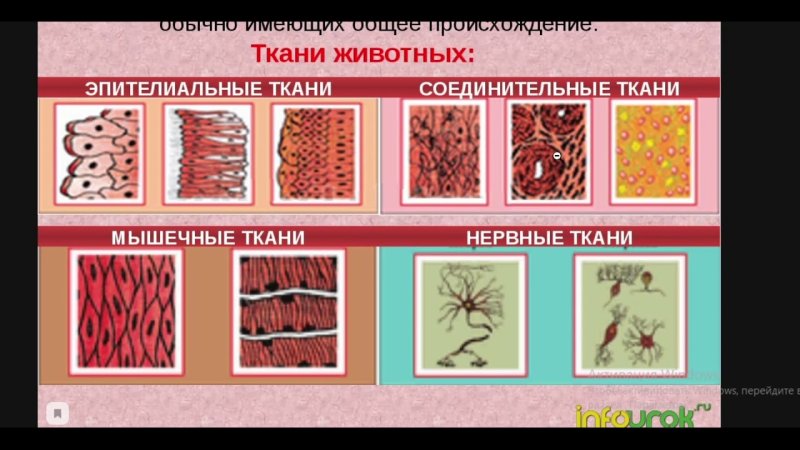 Строение соединительной ткани животных 7 класс