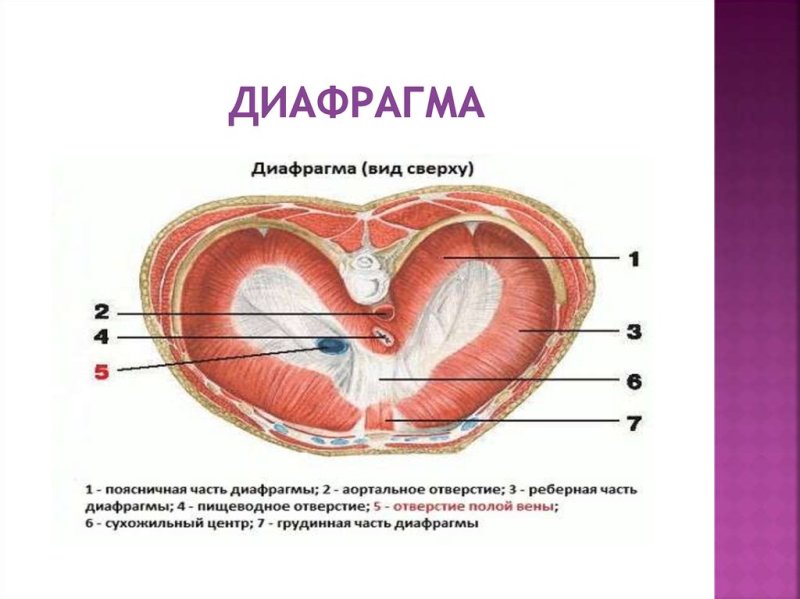 Отверстия диафрагмы топографическая анатомия
