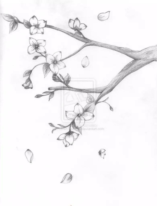 Ветка Сакуры рисунок карандашом