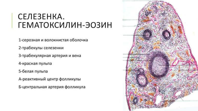 Селезенка гематоксилин эозин