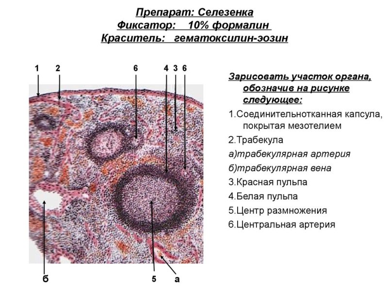 Препарат селезенка гистология гематоксилин