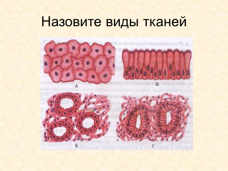 Рисунки тканей человека 8 класс биология