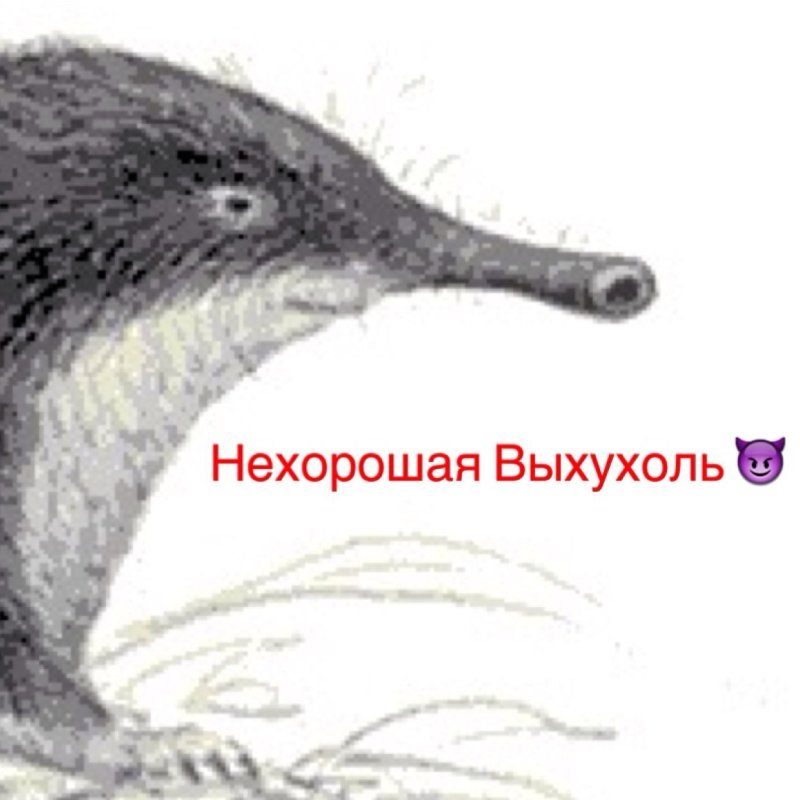 Отряд Насекомоядные выхухоль