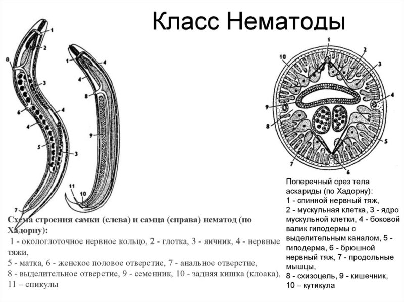 Поперечный срез нематоды
