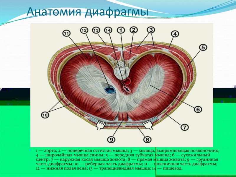 Диафрагма расположение части отверстия функции