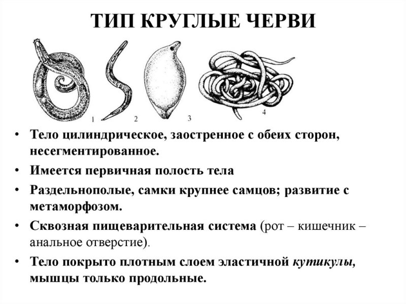 Свободноживущие и паразитические круглые черви