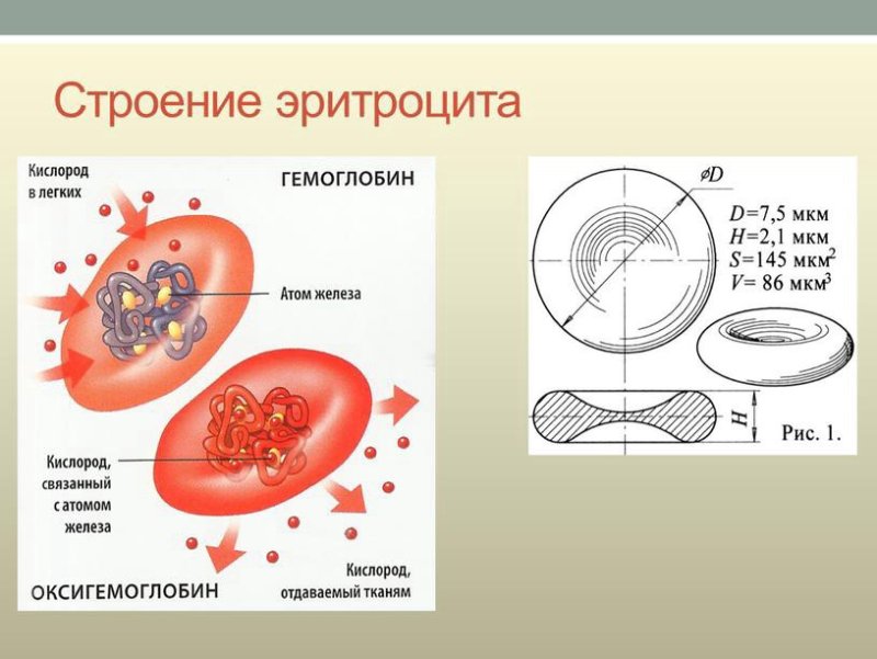 Строение эритроцитов в крови