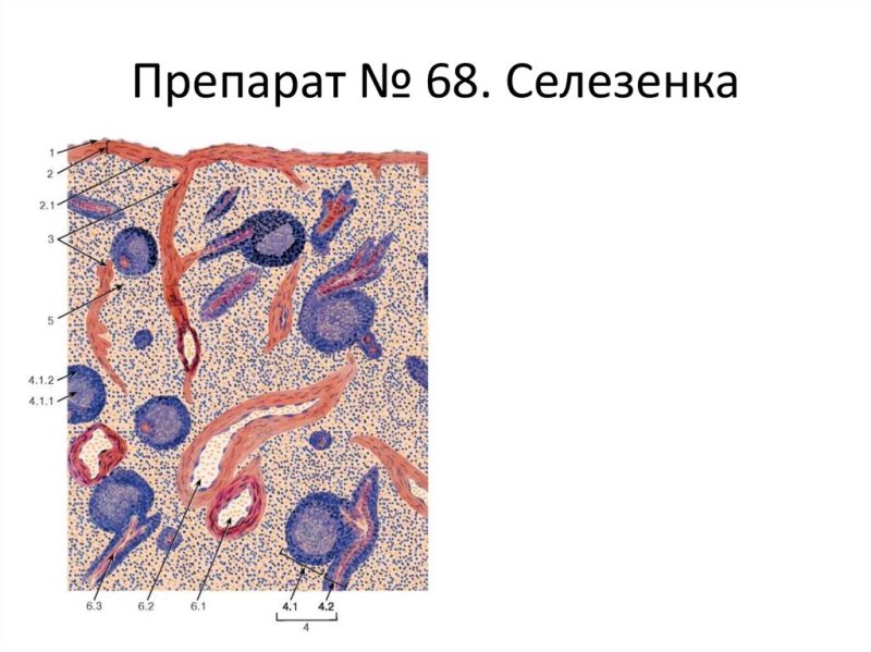 Кроветворение в селезенке гистология