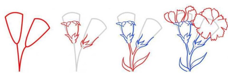 Гвоздика поэтапное рисование