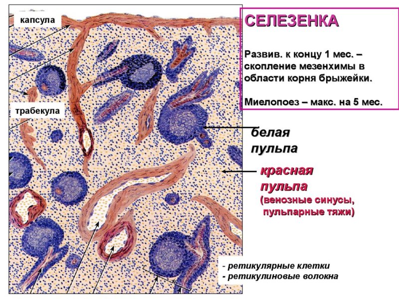Строение белой пульпы селезенки гистология