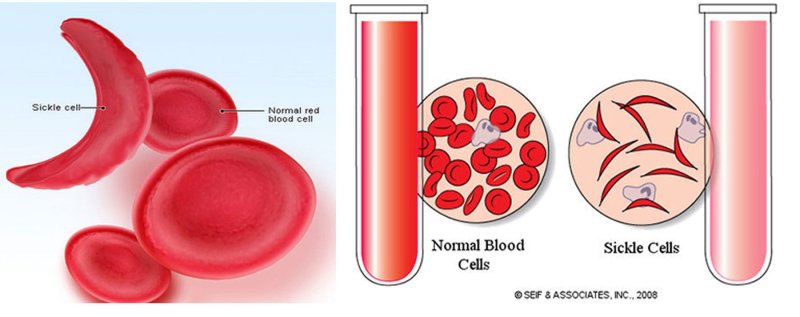 Blood Cells эритроциты