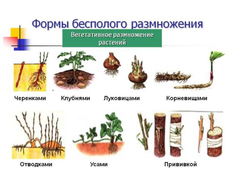 Способы вегетативного размножения растений черенками