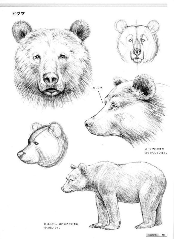Медведь эскиз