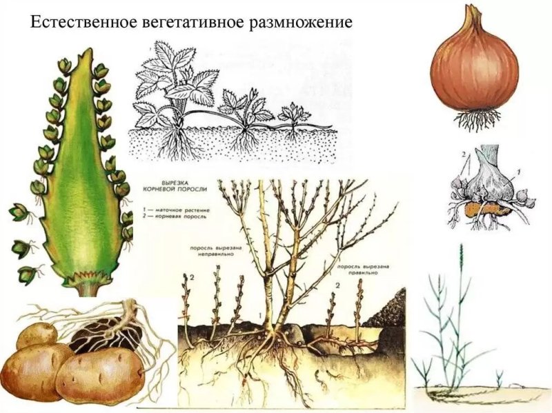 Способ размножения вегетативное размножение у растений