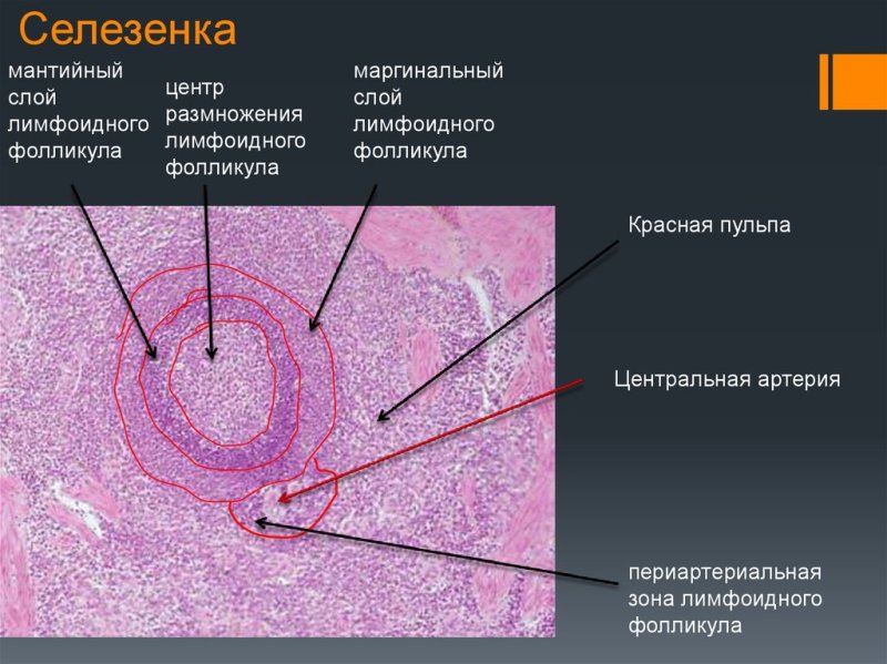 Лимфоидный фолликул селезенки гистология