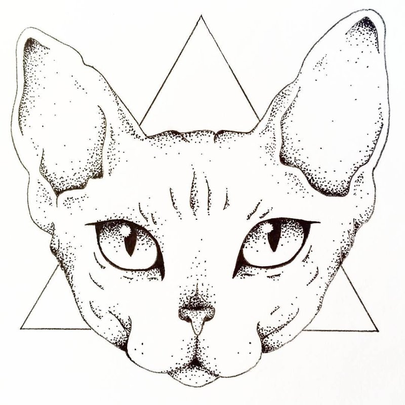 Морда кота