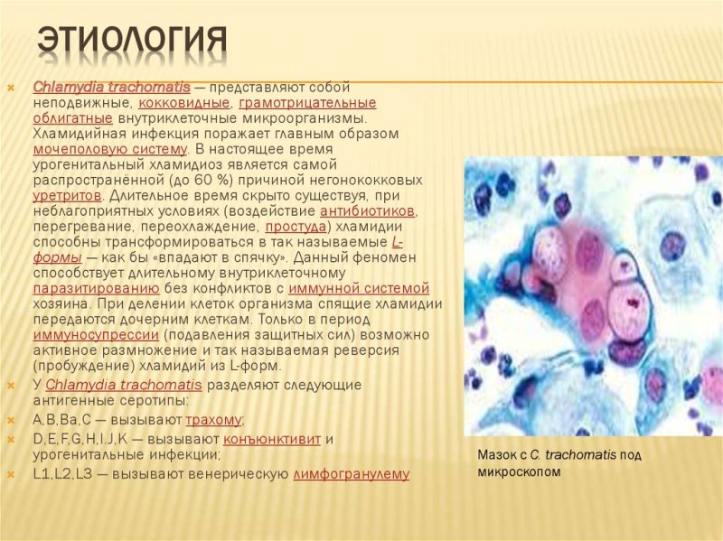 Хламидиоз пути заражения