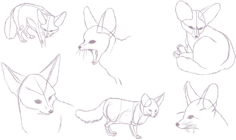 Лиса фенек анатомия