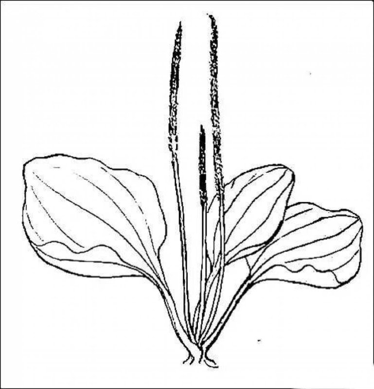 Подорожник многосемянный