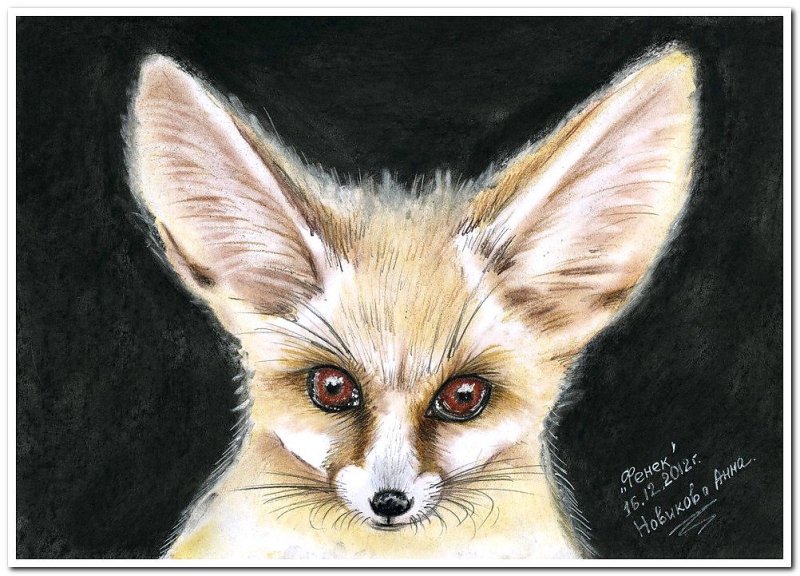 Fennec арт