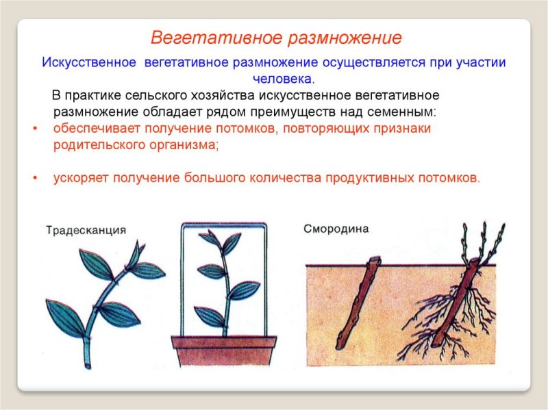 Вегетативное размножение