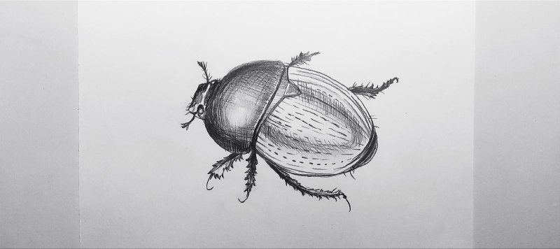 Рисунки Жуков карандашом
