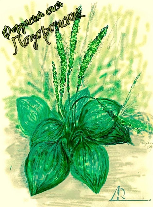 Подорожник рисунок