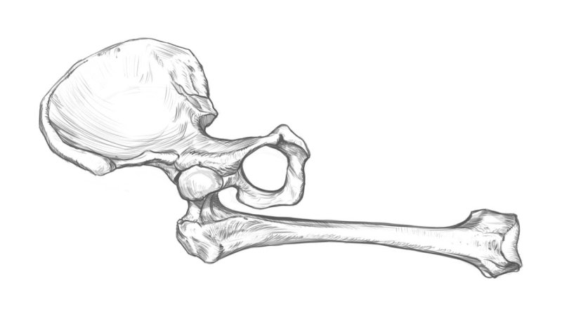 Кости рисунок анатомия