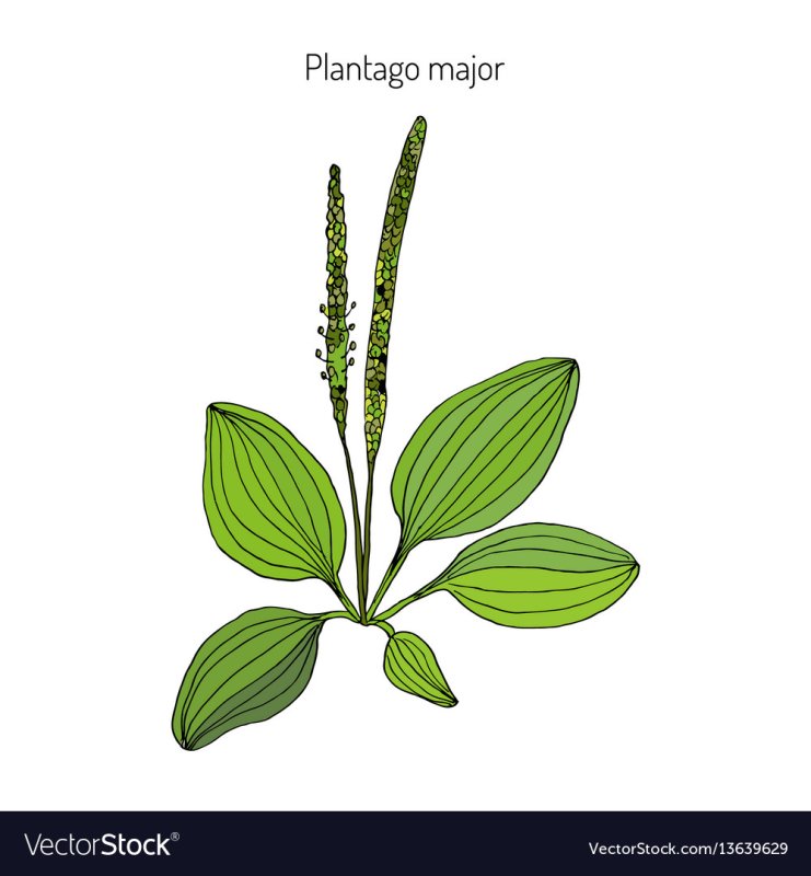 Подорожник Плантаго мажор