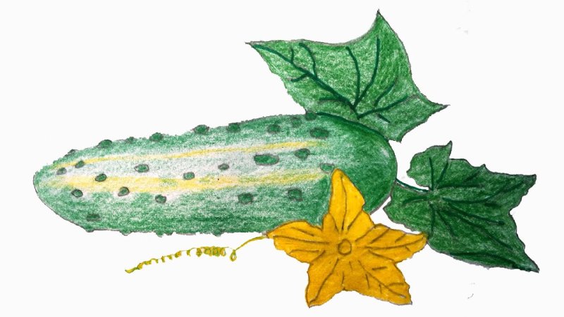 Огурец рисунок карандашом