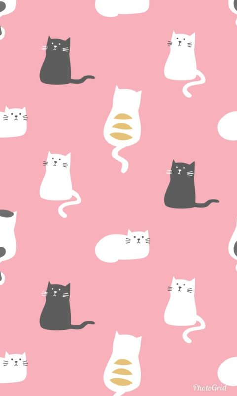Обои с котиками