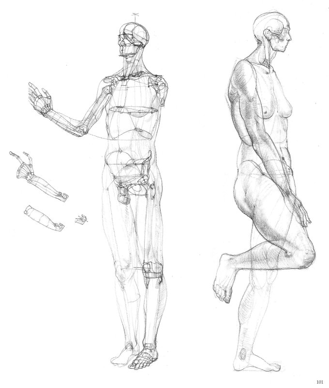 Тело человека для художников