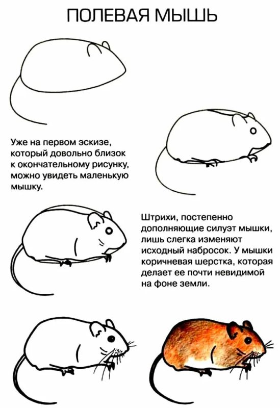 Поэтапное рисование мыши