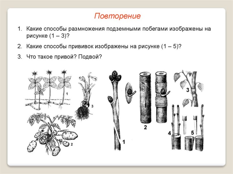 Вегетативное размножение задания по теме
