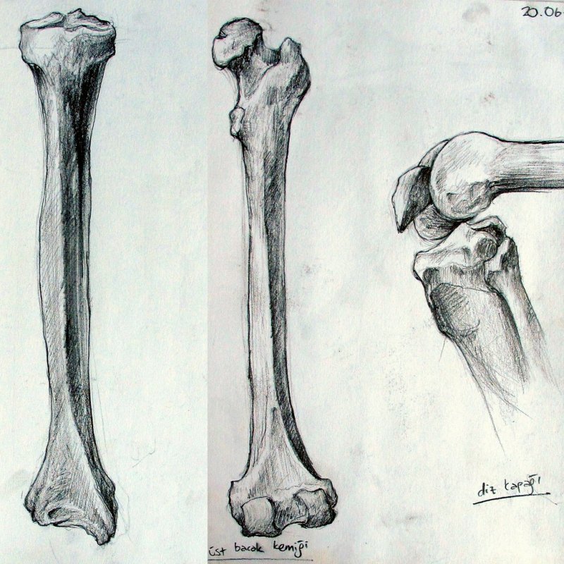 Кости рисунок