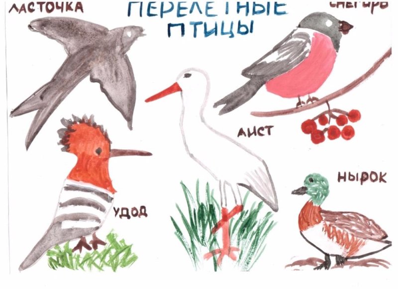 Детские рисунки перелетных птиц