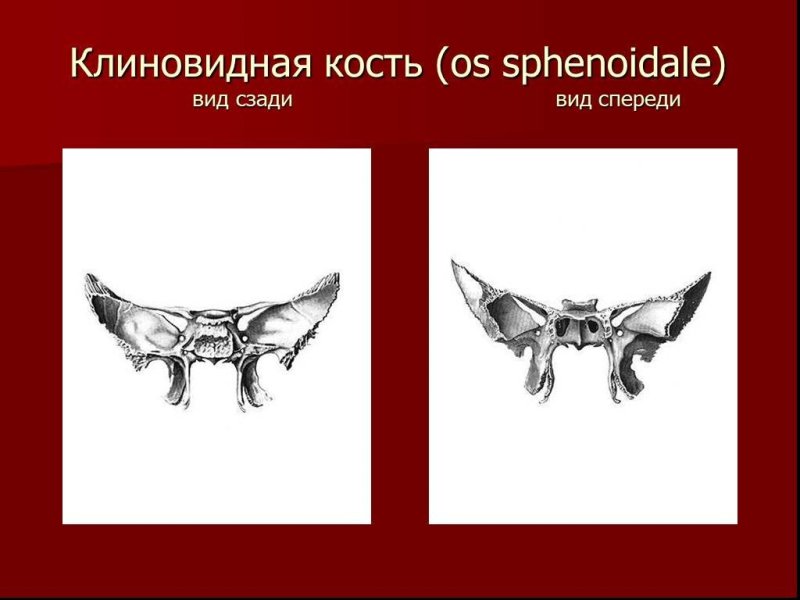 Анатомия костей черепа клиновидная кость