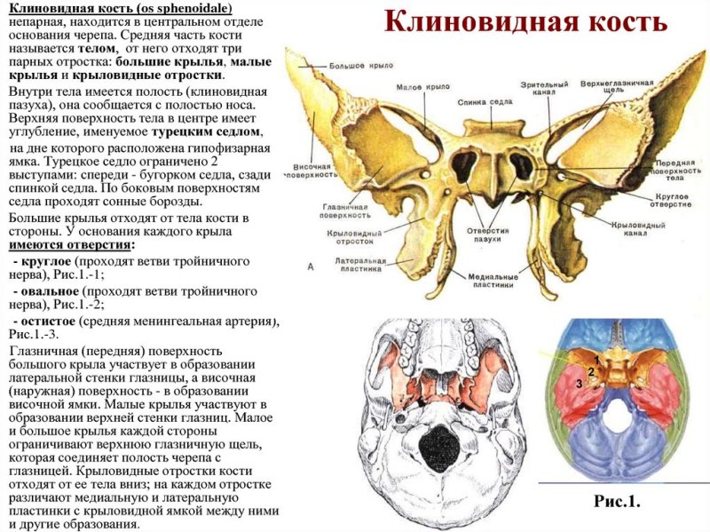 Наружная пластинка крыловидного отростка клиновидной кости
