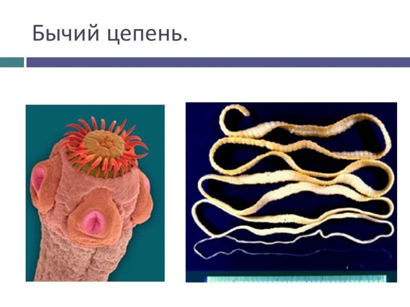 ленточные черви бычий цепень