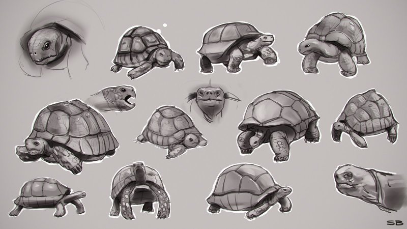 Сухопутная черепаха референс