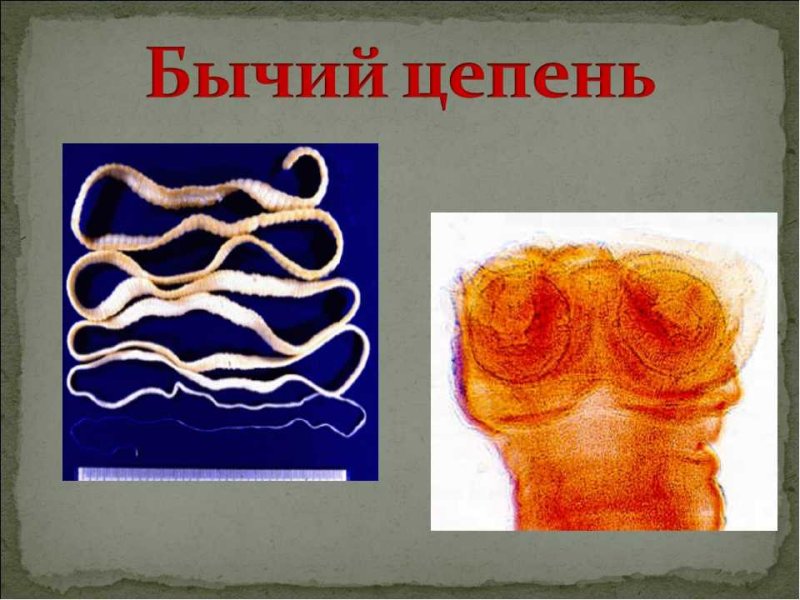 Бычий цепень невооруженный