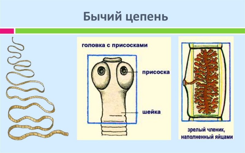Ленточные черви бычий цепень
