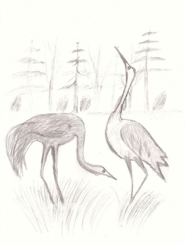 Журавль рисунок