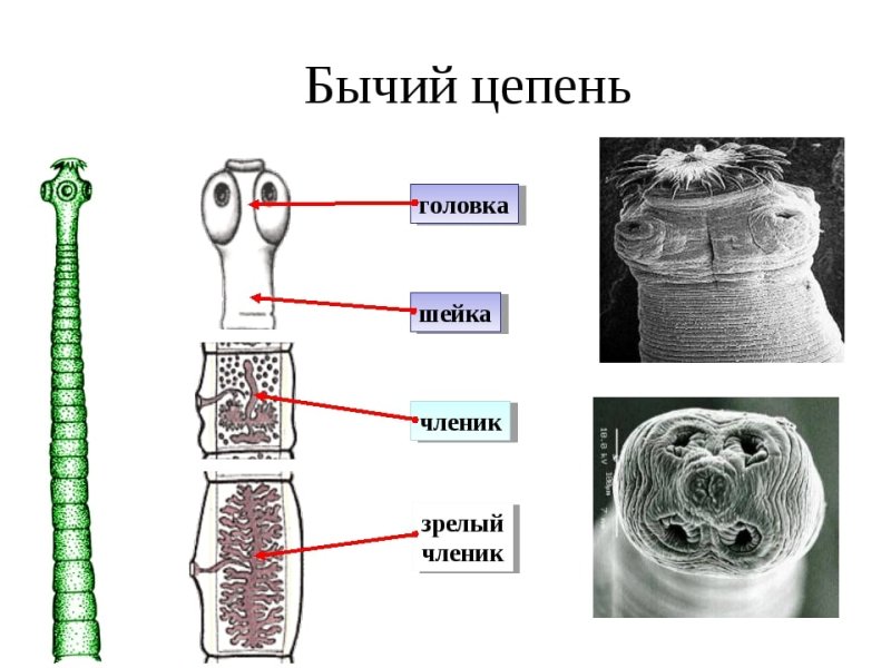 Ленточные черви свиной бычий цепни