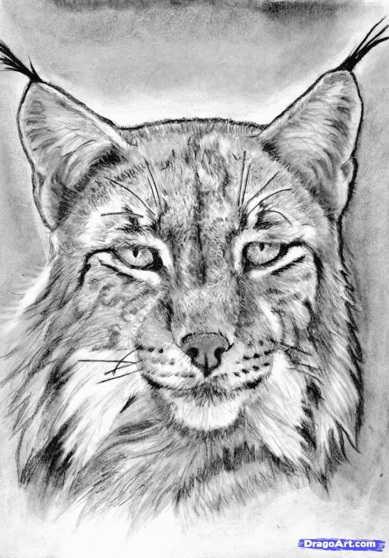 Рысь рисунок