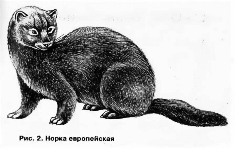 Европейская норка рисунок