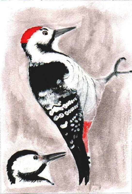 Дятел рисунок