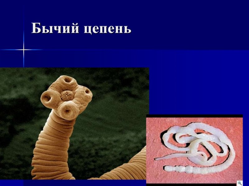 Ленточные черви свиной цепень