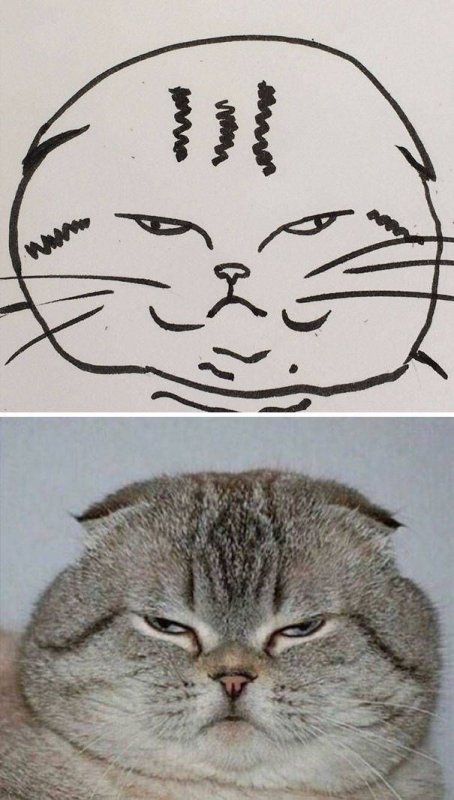 Кот которого нарисовали