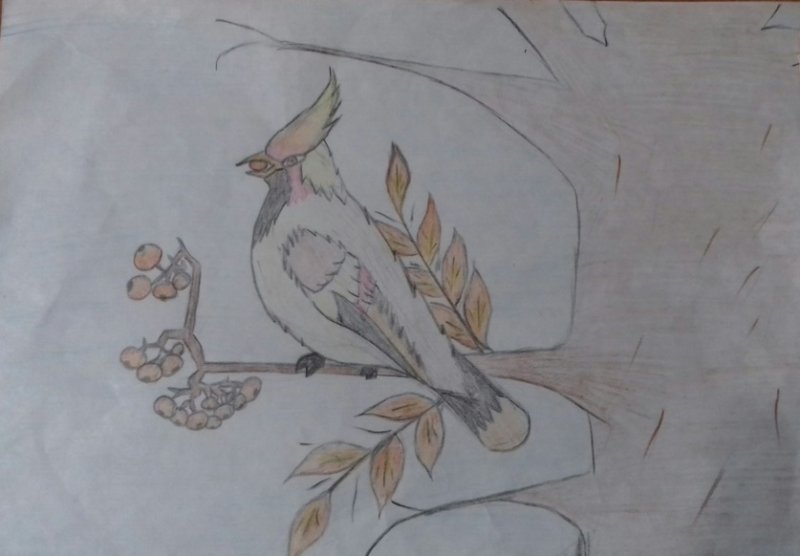 Свиристель рисунок карандашом
